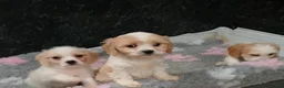 Cavapoo dogs for sale: Beautiful Cavapoo pups for sale - Advert 6