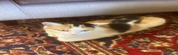 Mixed Breed cats for sale: Kittens for sale - Advert 1
