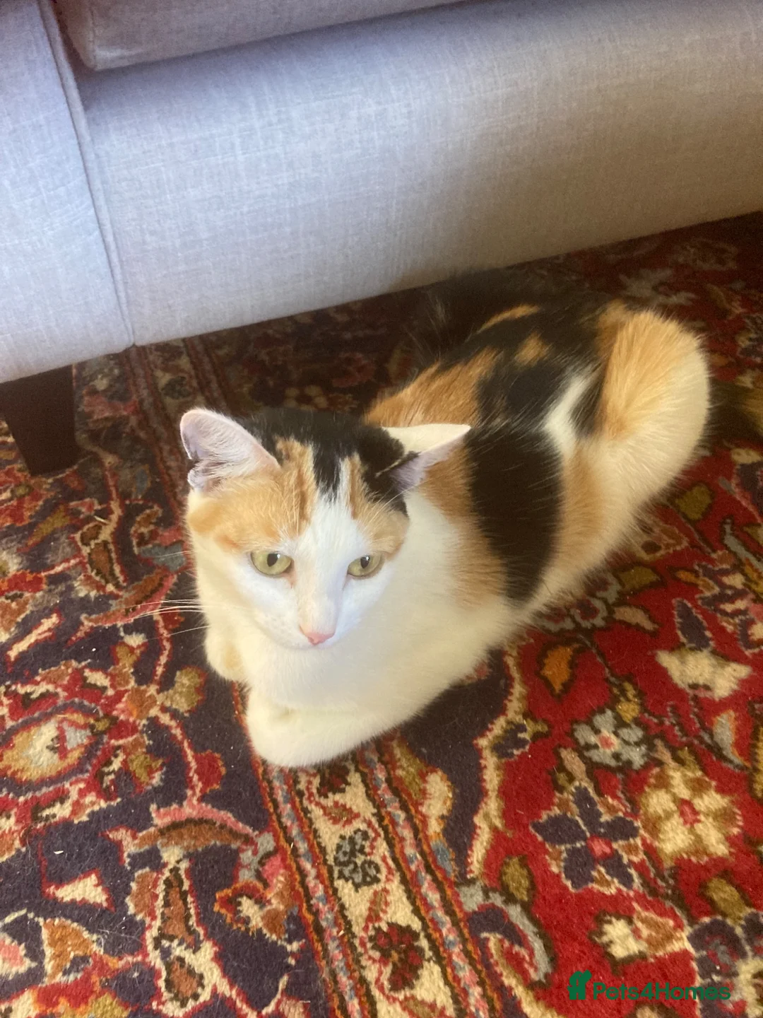 Mixed Breed cats for sale: Kittens for sale - Advert 1