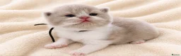 British Shorthair cats for sale: 🌟Last 2 kittens 🌟 Top quality British shorthair  - Advert 1