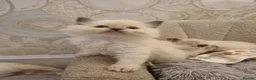 Ragdoll cats for sale: Health tested pure ragdoll  kittens  - Advert 34