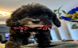 Cavapoo dogs for sale: Real Life Teddy Bears, Cavapoo babies  - Image 4