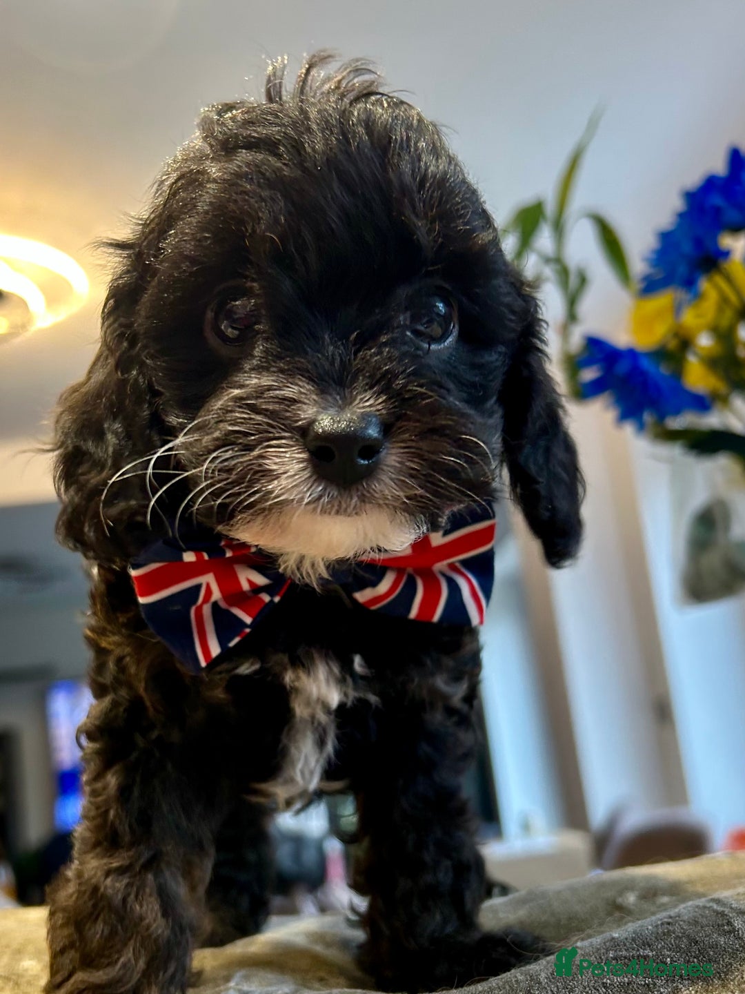 Cavapoo dogs for sale: Real Life Teddy Bears, Cavapoo babies  - Image 4