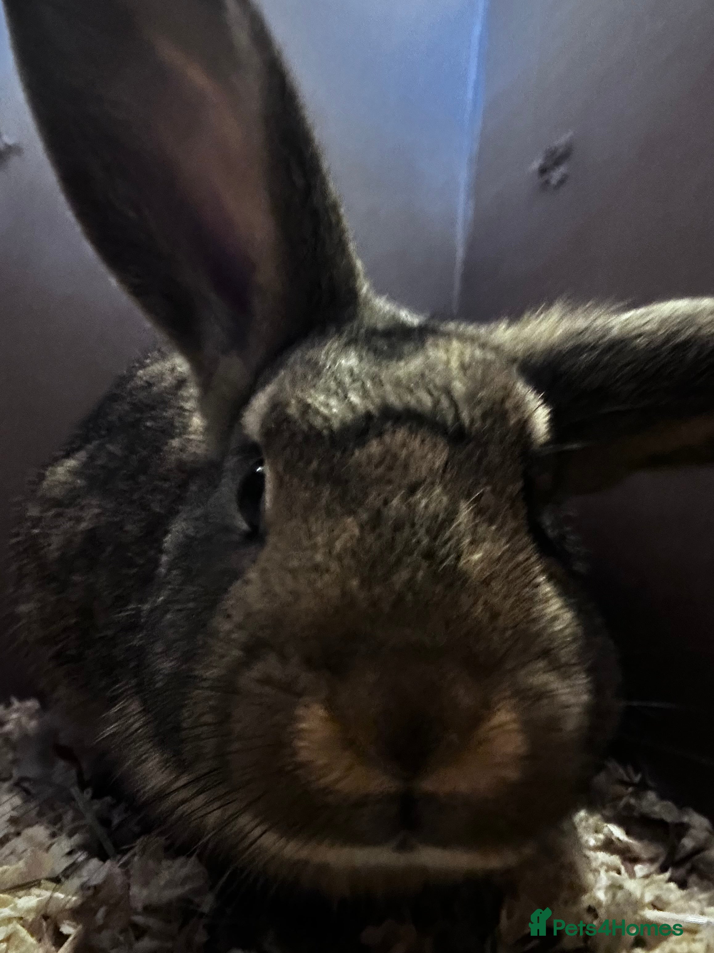 Mixed Breed rabbits Lop X Rex doe - Advert 3