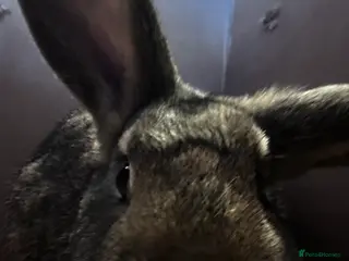 Mixed Breed rabbits Lop X Rex doe - Advert 1