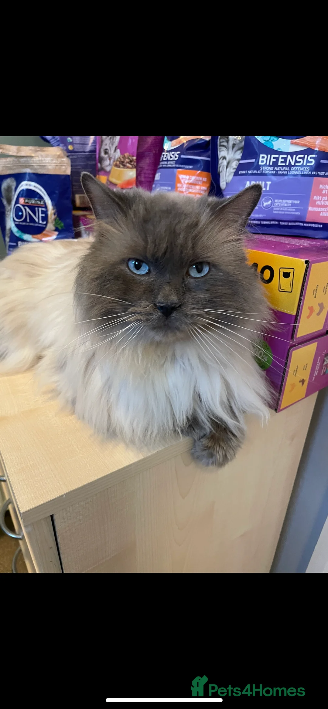 Ragdoll cats for stud: Champion bloodline active TICA&GCCF Ragdoll stud  in Pontypridd - Advert 9