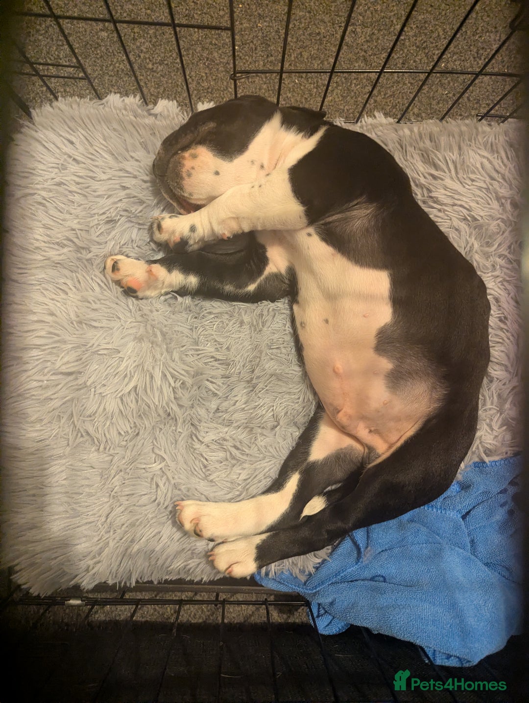 Mixed Breed dogs for sale: This is knuckles  - Advert 4