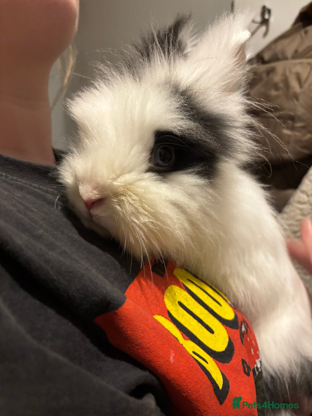 Lionhead rabbits for sale: Handsome double-maned lionhead - Advert 5