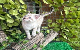 Bengal cats for sale: Two incredibly friendly TICA reg kittens  in Darwen - Image 4