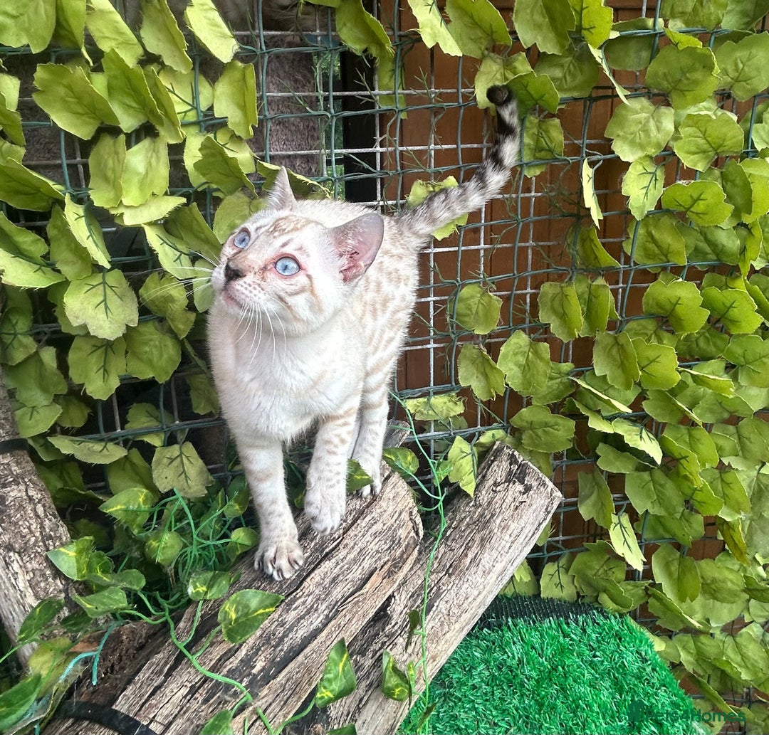 Bengal cats for sale: Two incredibly friendly TICA reg kittens  in Darwen - Image 4