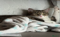 Mixed Breed cats for sale: Short Haired Tabby Female - Image 2