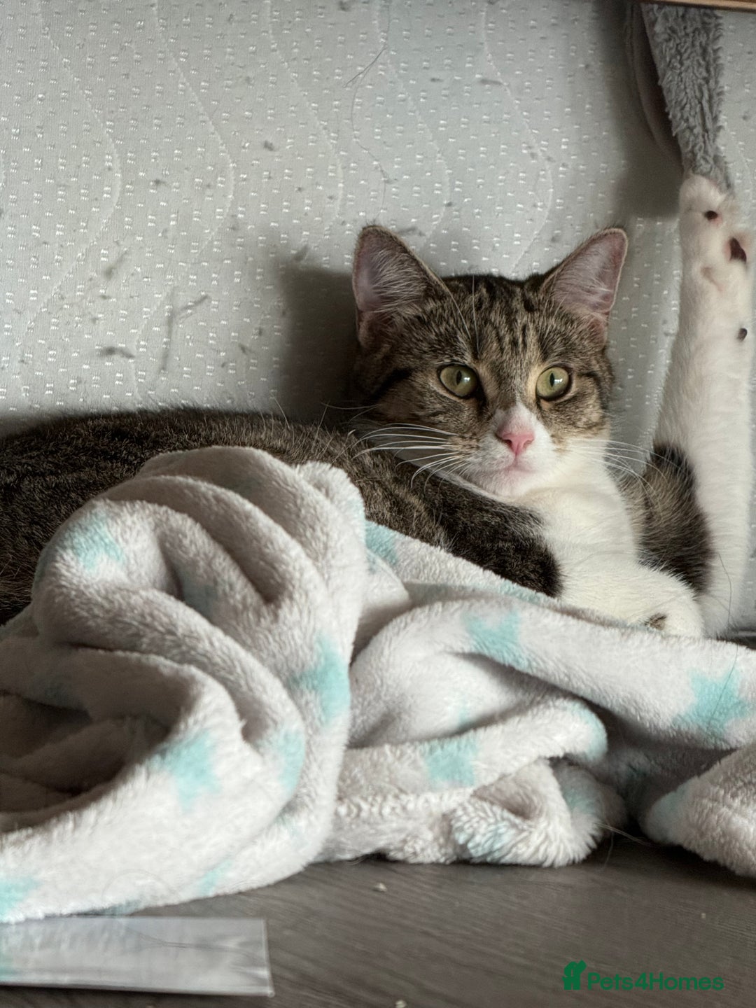 Mixed Breed cats for sale: Short Haired Tabby Female - Image 2