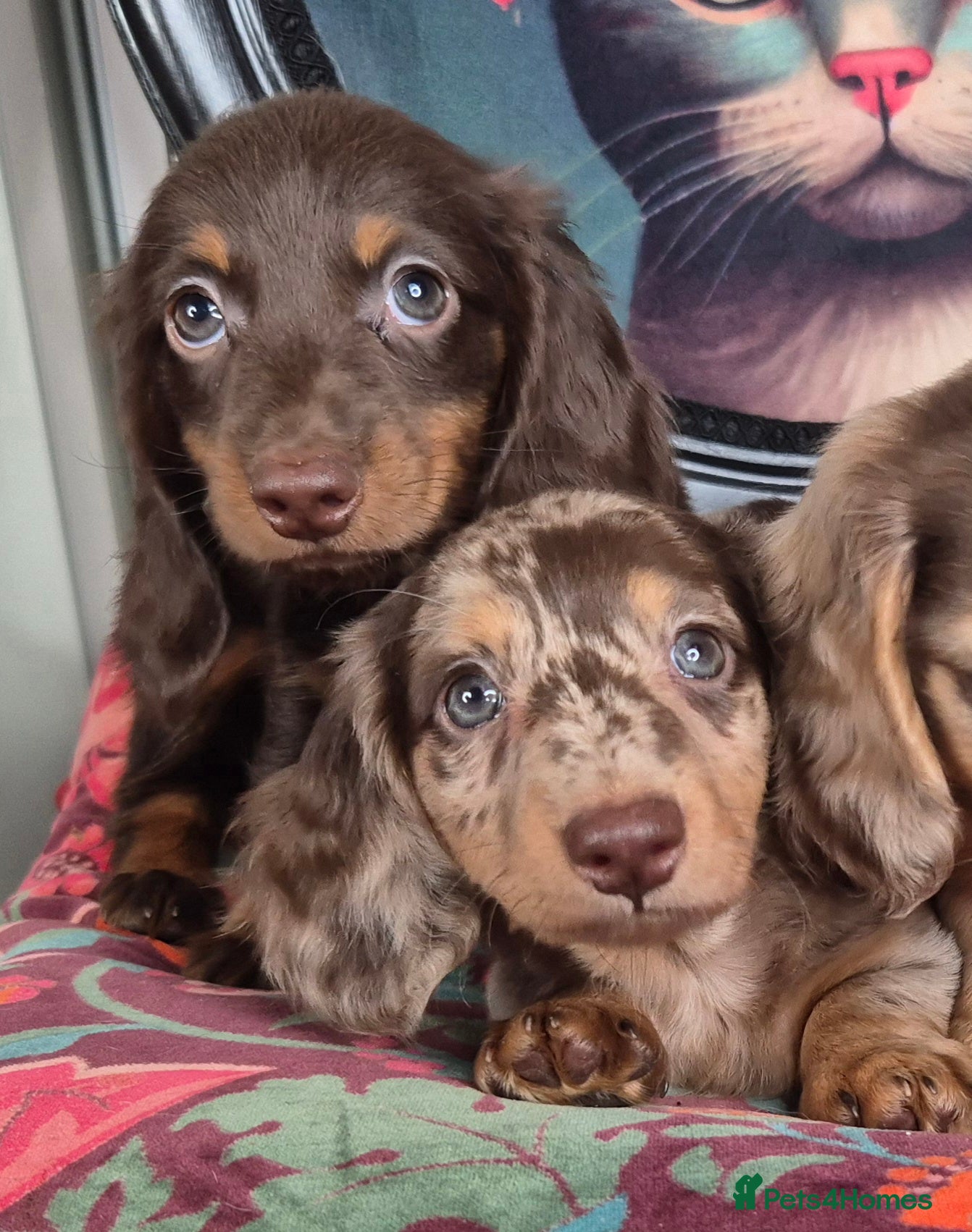 Miniature Dachshund dogs ⚜️KC PRA clear Miniature dachshund puppies  - Advert 1