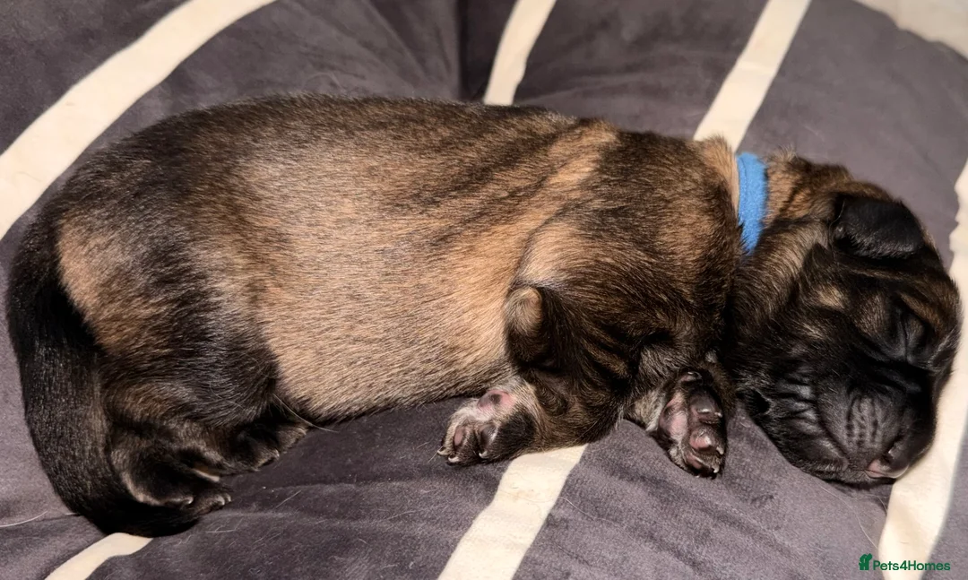 German Shepherd dogs for sale: 🐶🐶German Shepherd Puppies🐶🐶 - Advert 10