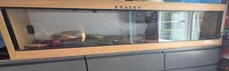 Python Snake reptiles for sale: Pastel banana ball python in Wallington - Advert 2
