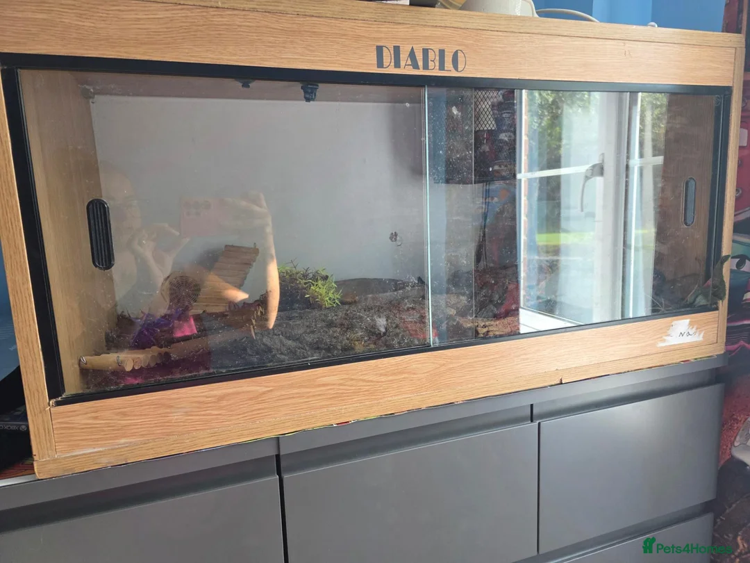 Python Snake reptiles for sale: Pastel banana ball python in Wallington - Advert 2