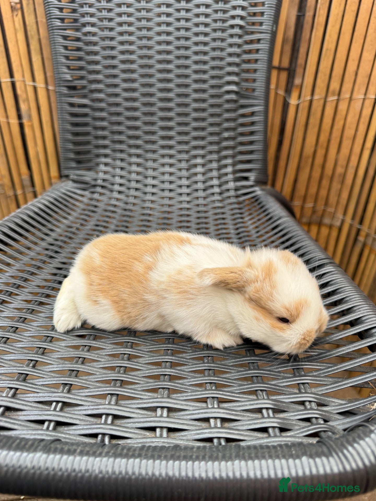 Mini Lop rabbits 8 Mini Lops - Waiting list open - Advert 2