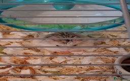 Hamster rodents for sale: 2 males drawf hamsters - Advert 2