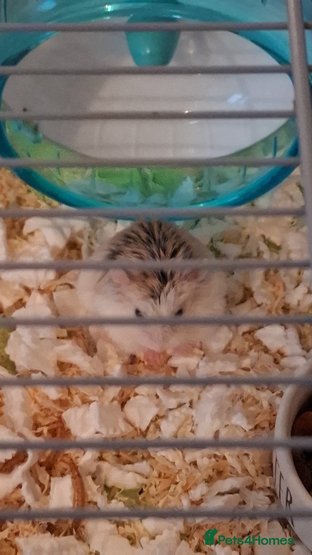 Hamster rodents for sale: 2 males drawf hamsters - Advert 2