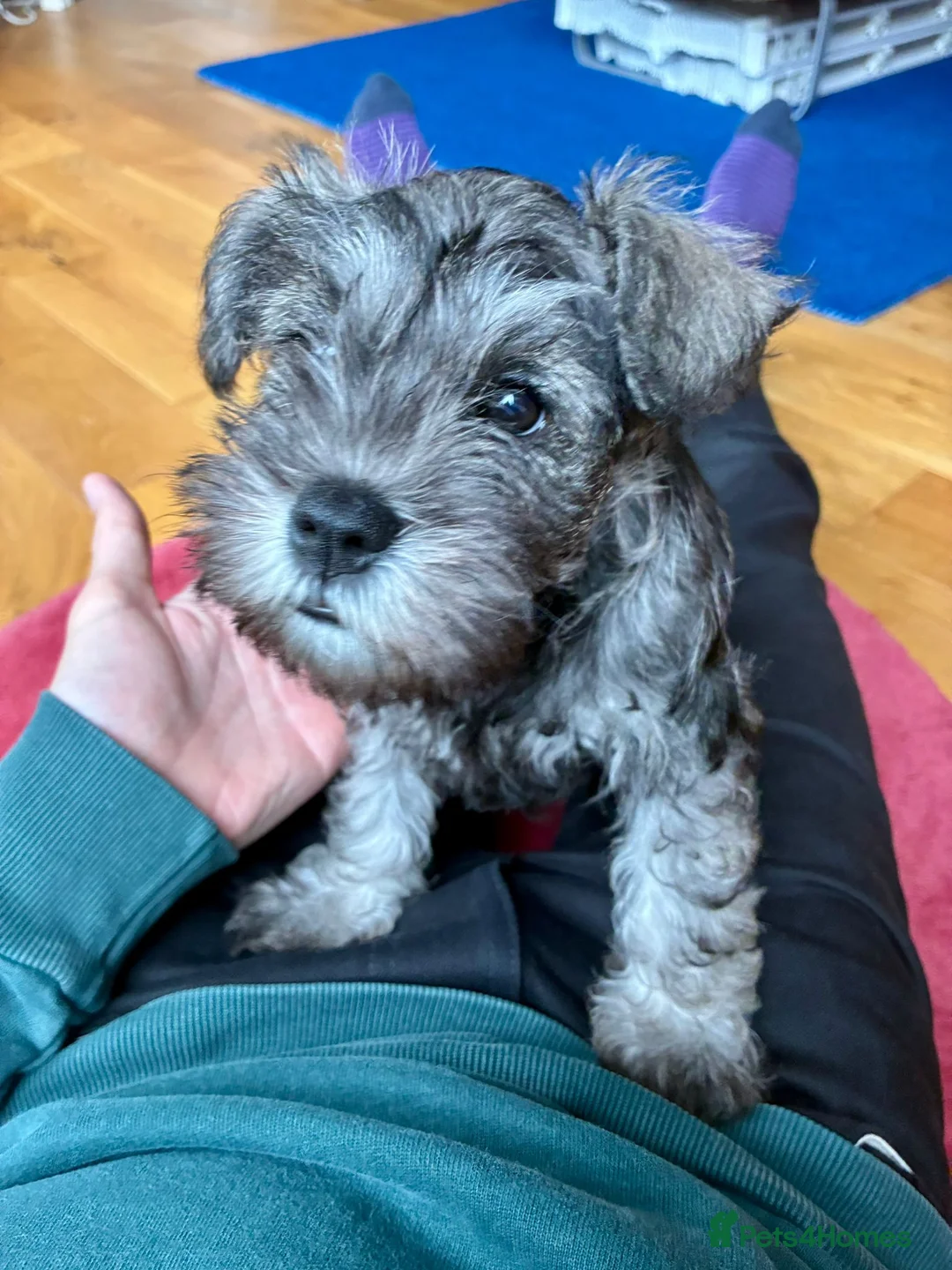Miniature Schnauzer dogs for sale:  KC reg Miniature Schnauzer pups   - Advert 2