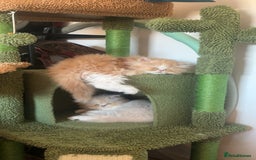 Persian cats for sale: Litter of beautiful Persian kittens   - Image 8