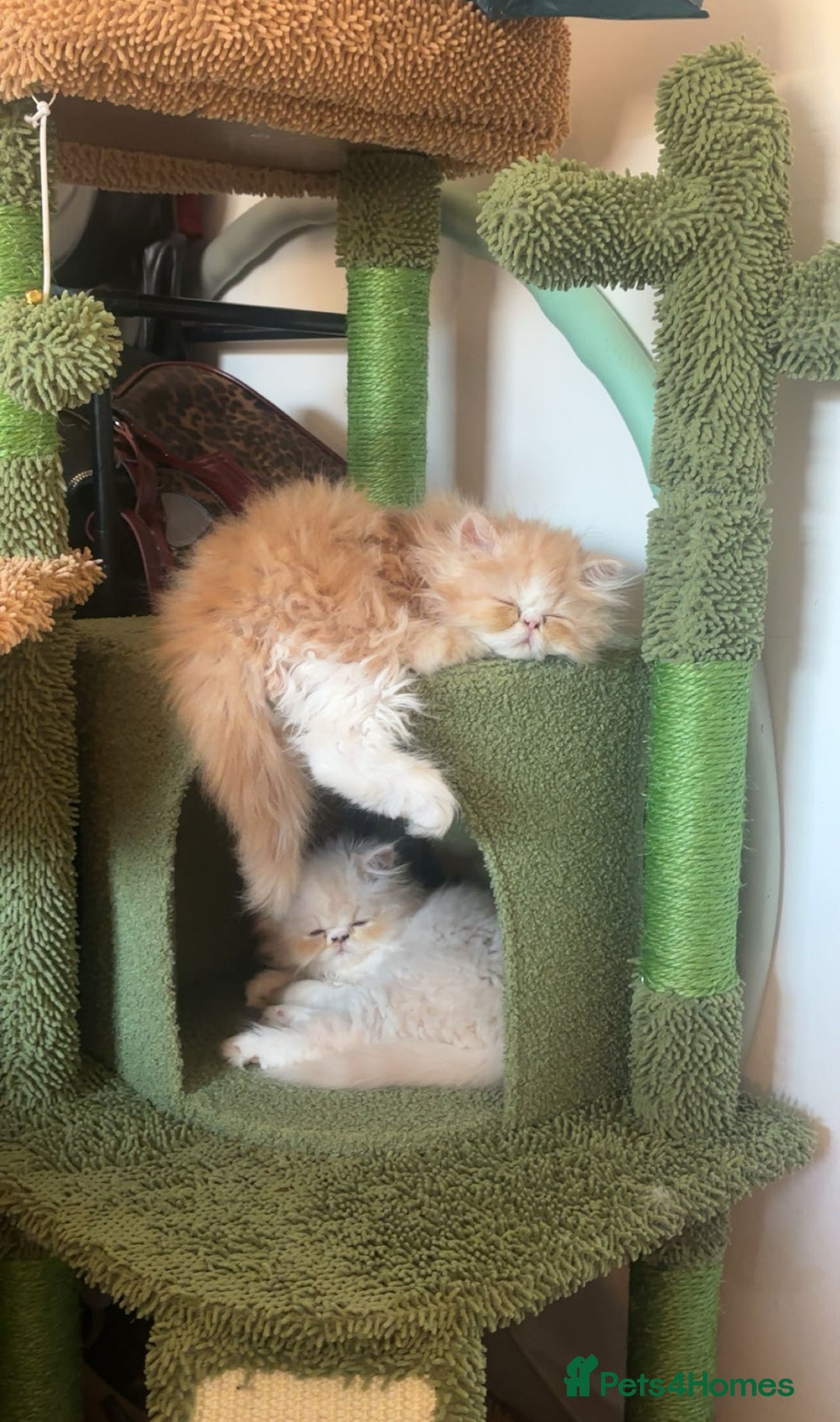 Persian cats for sale: Litter of beautiful Persian kittens   - Image 8