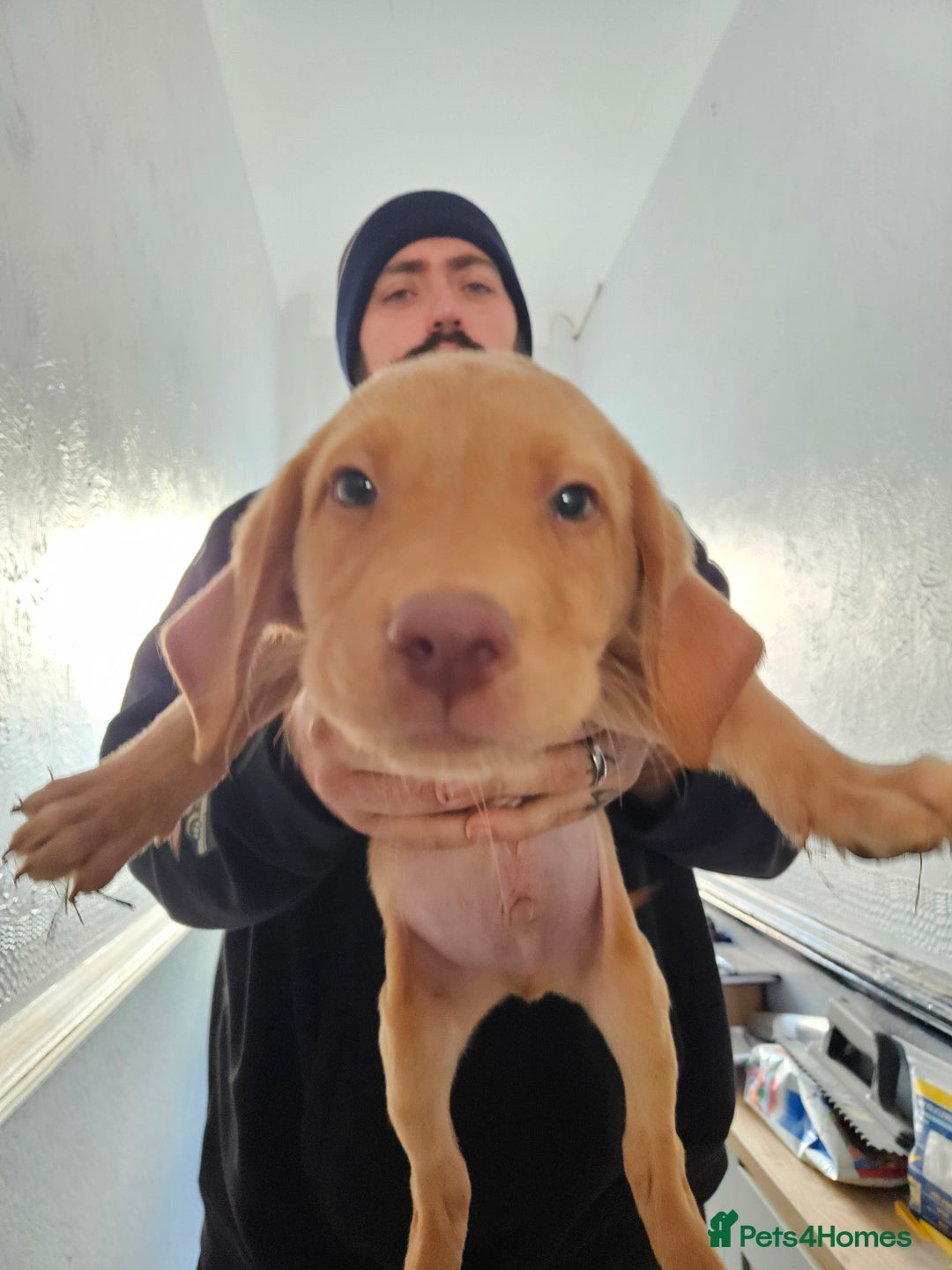 Labrador Retriever dogs for sale: REDUCED PRICE! READY NOW! - Image 6