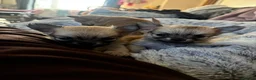Pomchi dogs for sale: Pomchi Puppies - Advert 27