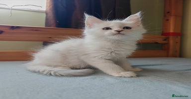 Maine Coon cats - Advert 3