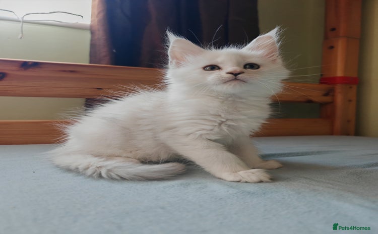 Maine Coon cats - Advert 3