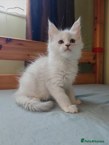 Maine Coon cats - Advert 1