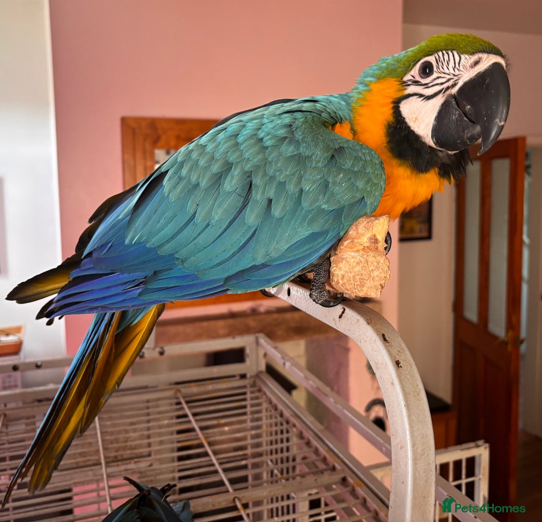 Macaws birds for sale: Baby Blue And Gold Macaw - Image 3