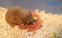 Hamster rodents for sale: Young Syrian Hamsters - Image 16