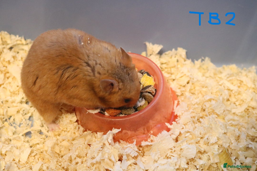 Hamster rodents for sale: Young Syrian Hamsters - Image 16