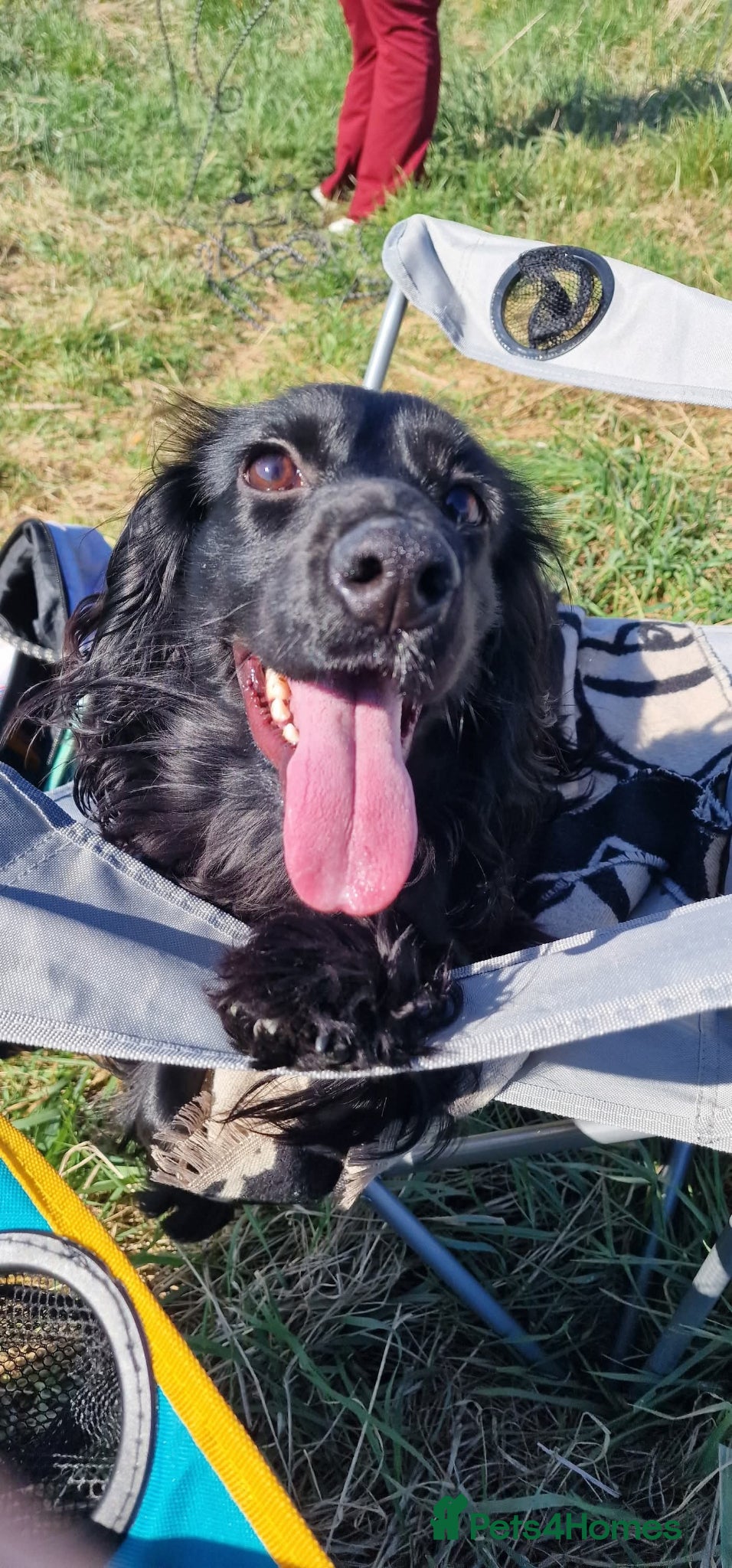 Cocker Spaniel dogs for sale: Will you give Bella the home she needs? - Advert 1