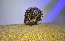 Pygmy Hedgehog rodents for sale: Males and a female pygmy hedgehogs - Image 10
