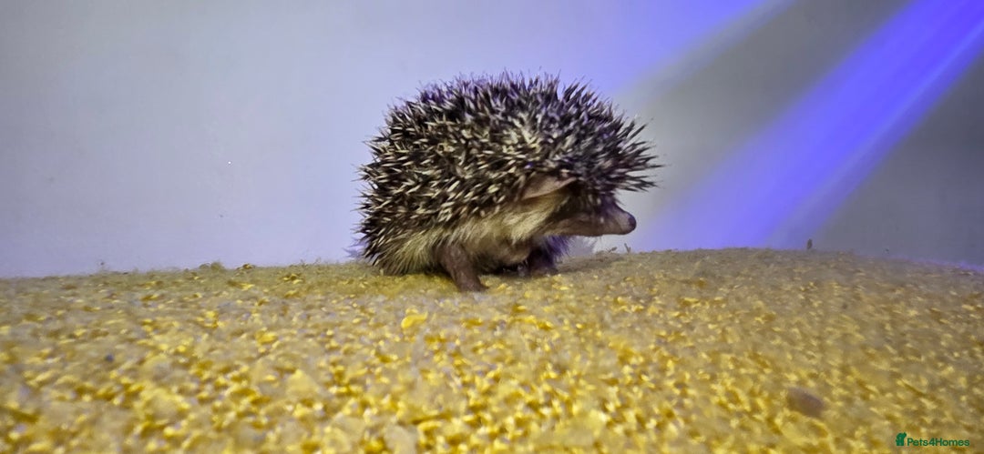 Pygmy Hedgehog rodents for sale: Males and a female pygmy hedgehogs - Image 10