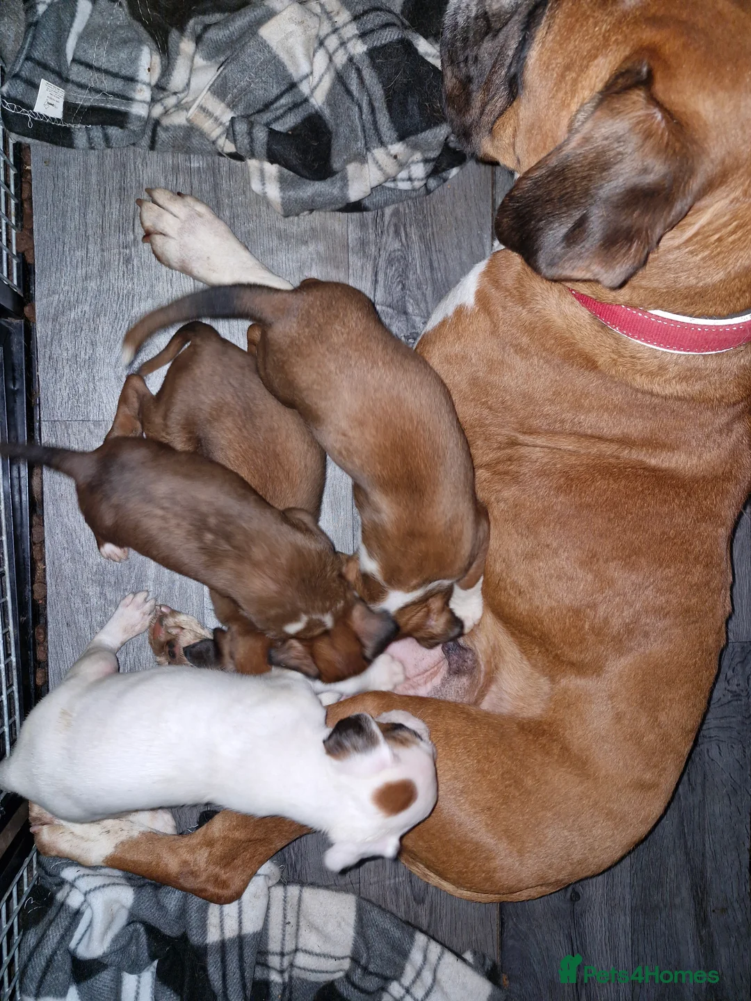 Boxer dogs for sale: Kc boxer puppies - Advert 2