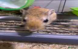 Gerbil rodents for sale: 3 male gerbils - Image 9
