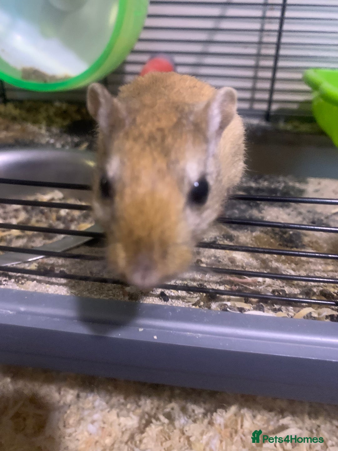 Gerbil rodents for sale: 3 male gerbils - Image 9