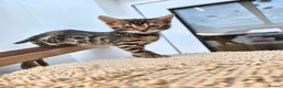 Bengal cats for sale: Bengal boy in Barnsley - Advert 6