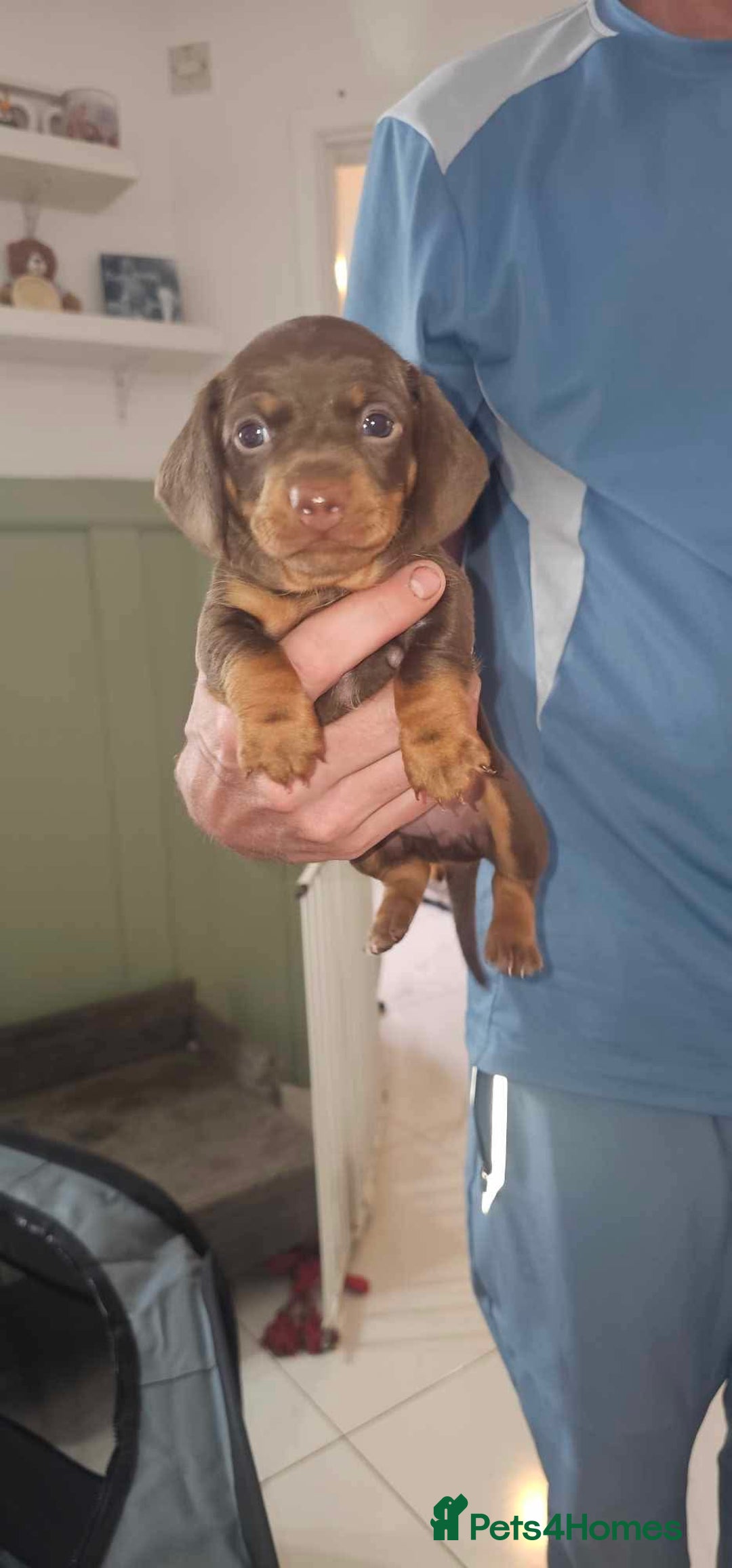 Miniature Dachshund dogs for sale: Beautiful Miniature Dauschaund  in Bradford - Image 5