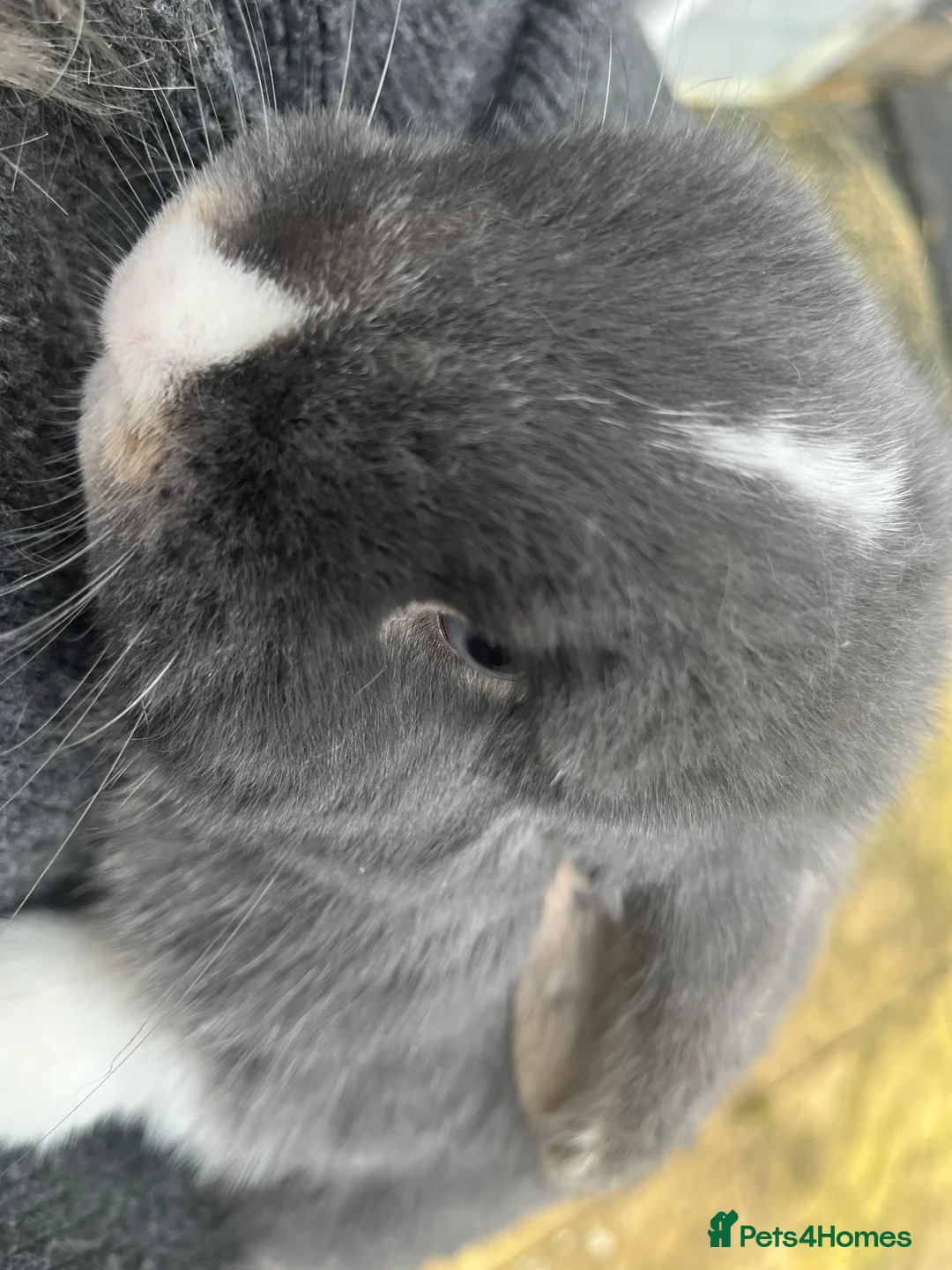 Mini Lop rabbits for sale: Mini lop female rabbit for sale - Advert 3