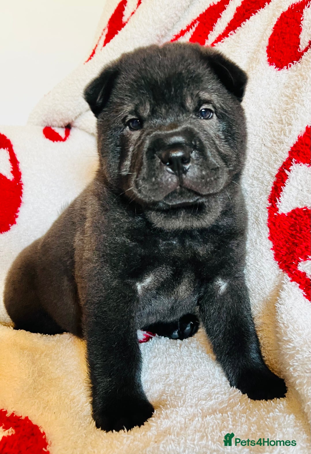 Mixed Breed dogs for sale: ChowPei Pups  - Advert 9