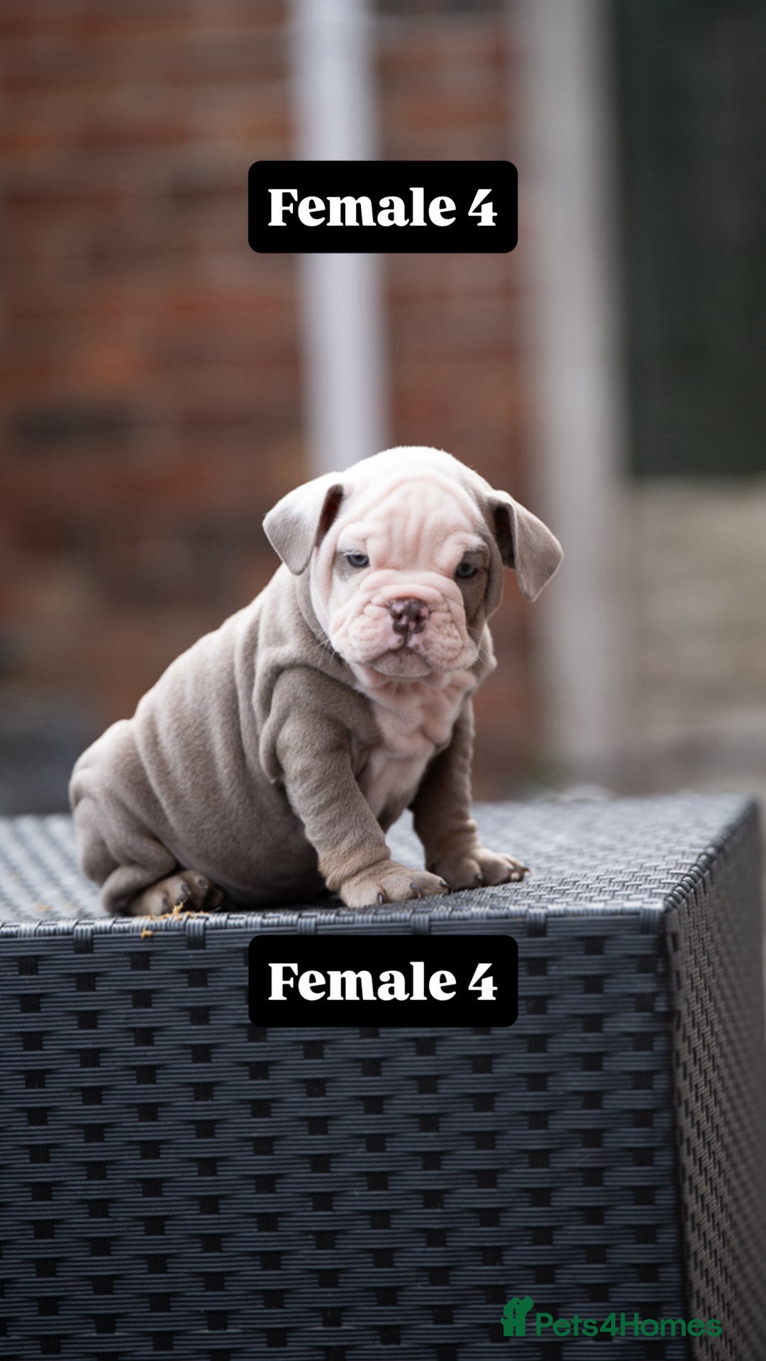 English Bulldog dogs for sale: English bulldog pups for sale  - Image 28