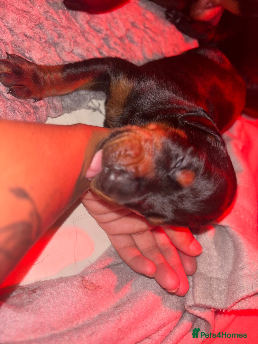 Dobermann dogs for sale: ⭐️DOBERMAN🐾PUPPIES⭐️🐶AVAILABLE🐾MID🐾SEPTEMBER🐶 - Image 13