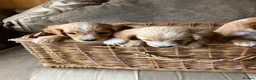 Cocker Spaniel dogs for sale: Cocker spaniel puppies 4 boys & 4 girls  in Bedlington - Advert 15