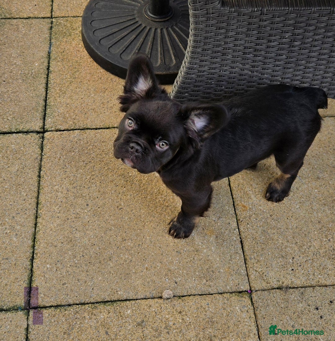 French Bulldog dogs for sale: 6 beautiful litter of French Bulldogs - Advert 9