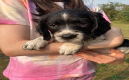 English Springer Spaniel dogs for sale: English Springer Spaniel Puppies - Image 23