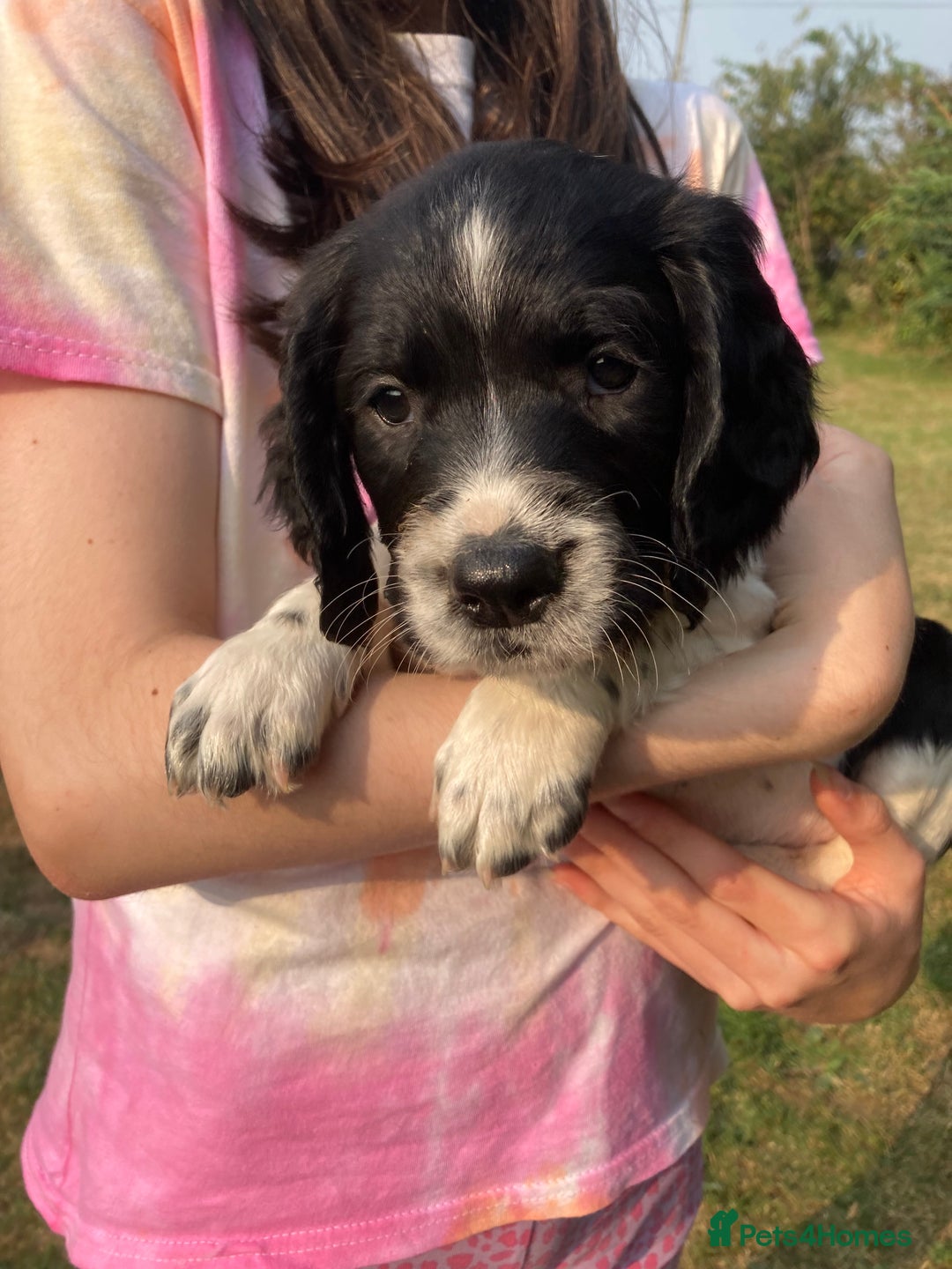 English Springer Spaniel dogs for sale: English Springer Spaniel Puppies - Image 23
